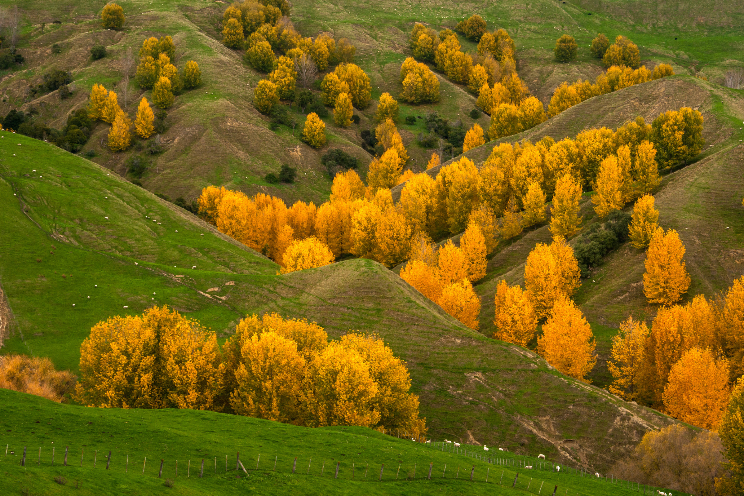 hawke's bay (3).webp